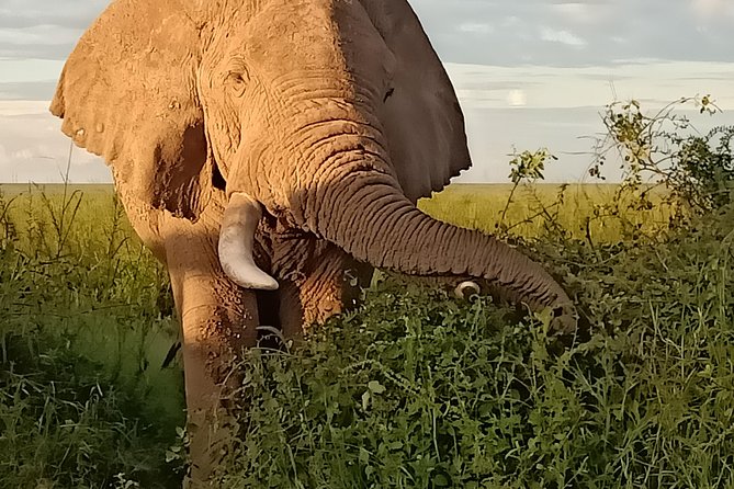 Vegans special safari - Day 6: Rhinos and birds at Lake Nakuru