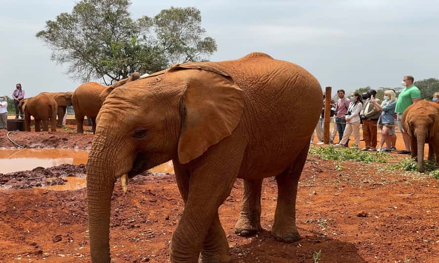 Visit to David Sheldrick Elephant Orphanage - Why this elephant visit matters