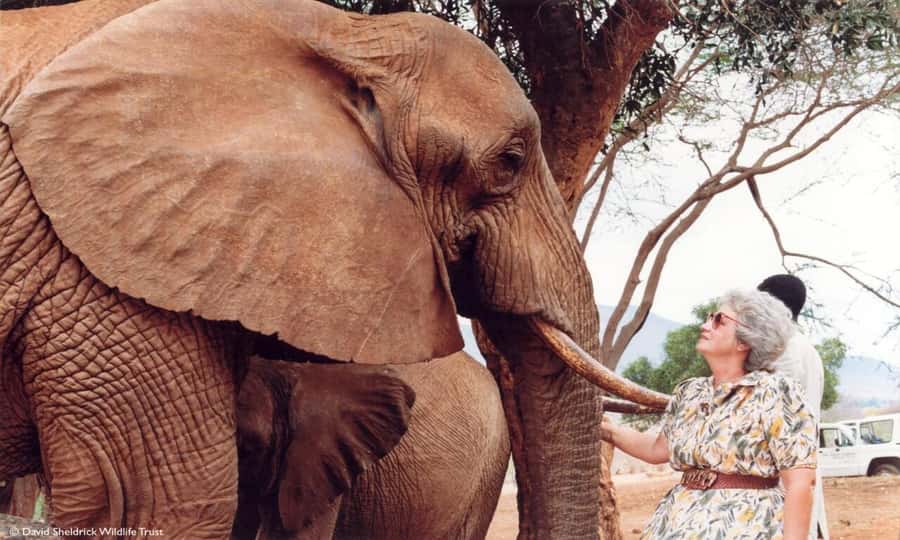 Visit to David Sheldrick Elephant Orphanage - The drive to Nairobi County’s elephant trust