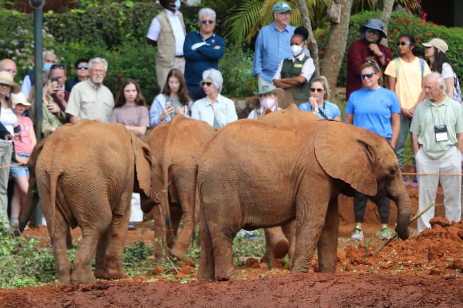 Visit to David Sheldrick Elephant Orphanage - The 11 am feeding and play session