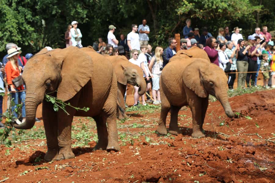 Visit to David Sheldrick Elephant Orphanage - Private contact with baby and teenage elephants