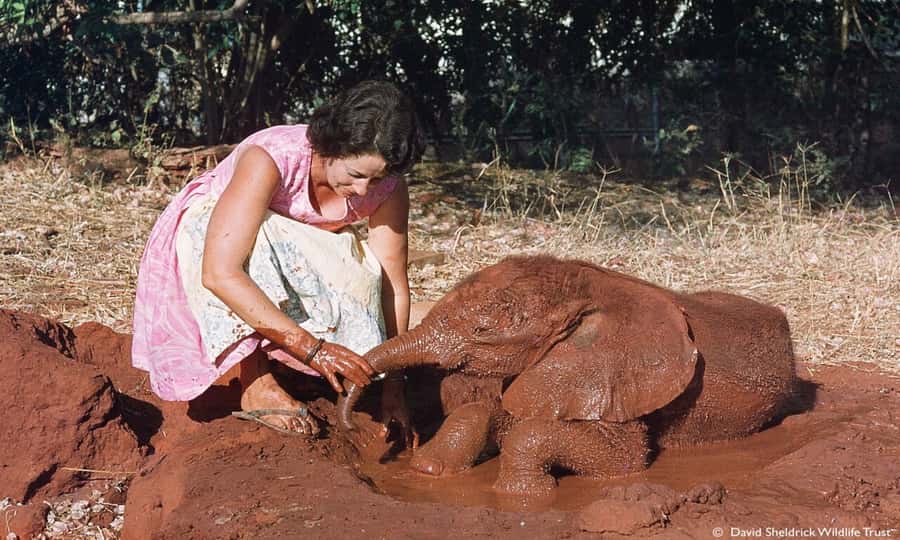 Visit to David Sheldrick Elephant Orphanage - Adding the Giraffe Centre for $10