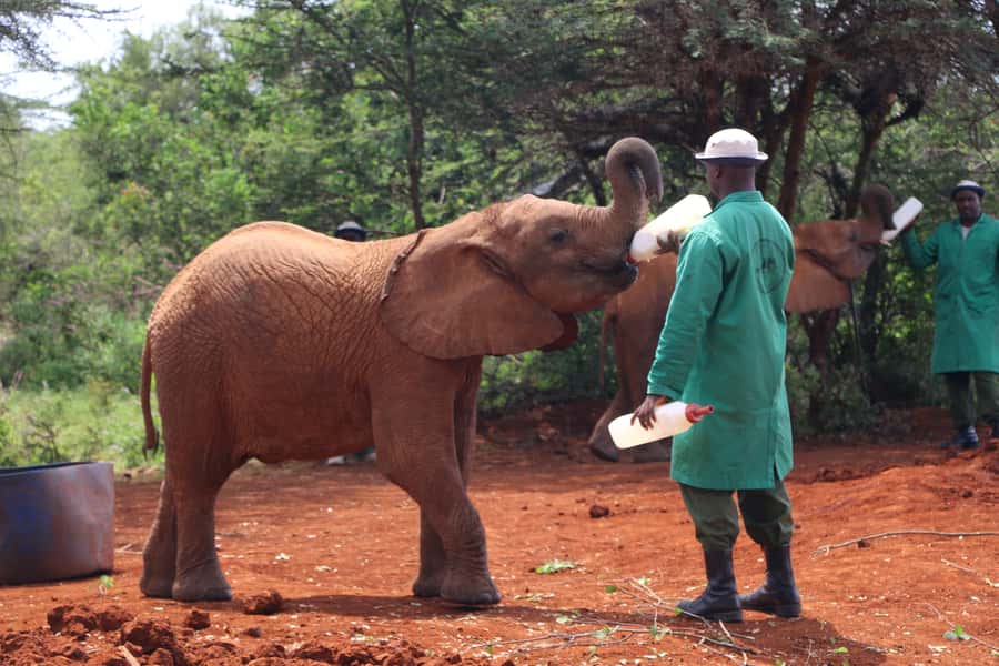 Visit to David Sheldrick Elephant Orphanage - Lunch, return transport, and flexibility