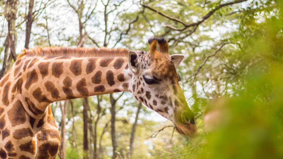 Visit to the Giraffe Centre - Key points to know before you go