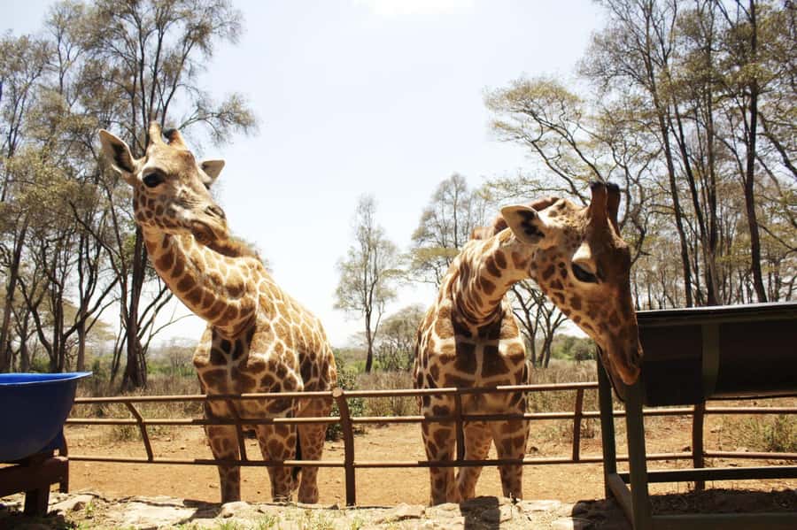 Visit to the Giraffe Centre - Meeting Nairobi’s Rothschild giraffes