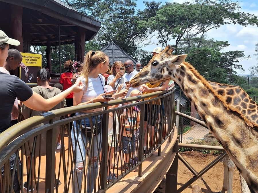Visit to the Giraffe Centre - What the two-hour center visit includes