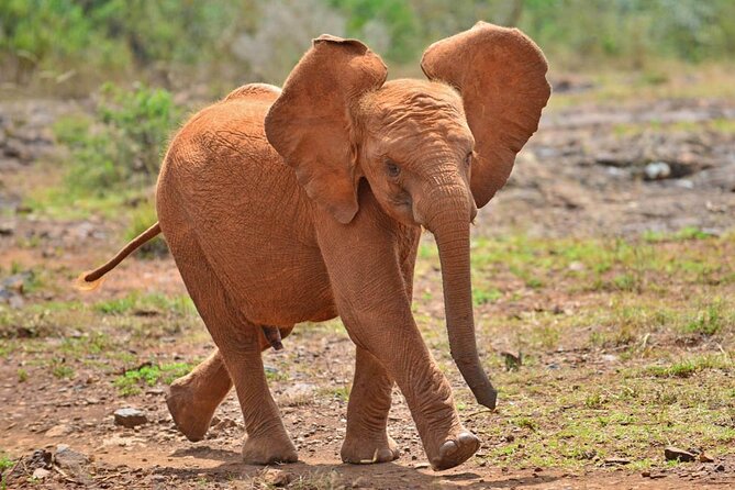 Visiting the Nairobi Elephant Orphanage Tours and Tickets - Key points to know before booking