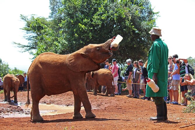 Visiting the Nairobi Elephant Orphanage Tours and Tickets - Why the elephant orphanage is worth your Nairobi morning