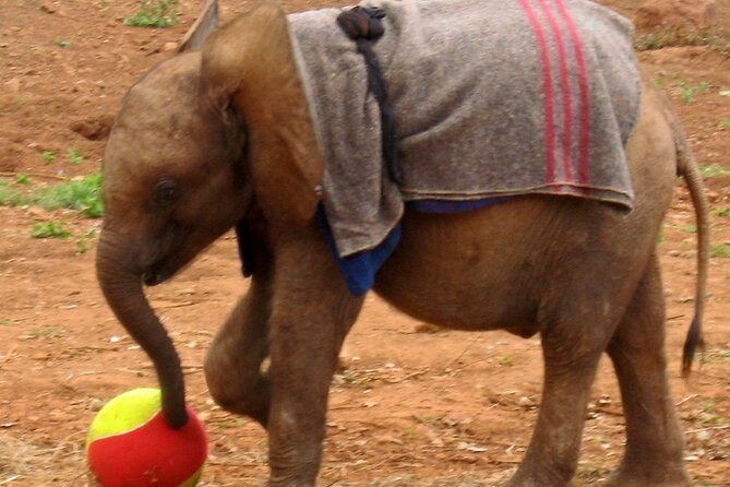 Visiting the Nairobi Elephant Orphanage Tours and Tickets - The conservation lesson behind the cute pictures