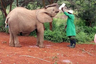 Visiting the Nairobi Elephant Orphanage Tours and Tickets