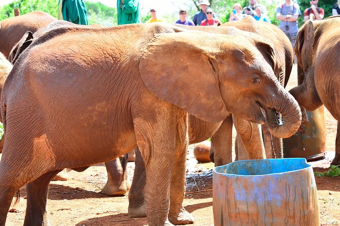 Visiting the Nairobi Elephant Orphanage Tours and Tickets - Kobe Tough Beads Factory adds a human-made contrast
