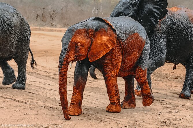 Visiting the Nairobi Elephant Orphanage Tours and Tickets - What the $114 practical cost really means