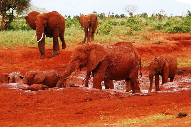 Visiting the Nairobi Elephant Orphanage Tours and Tickets - Timing, transport, and the two-hour estimate