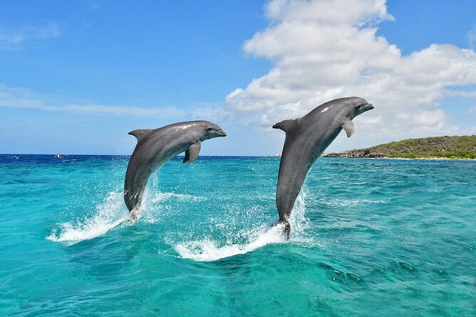 Wasini Dolphin Snorkeling - From Mombasa to Shimoni before sunrise
