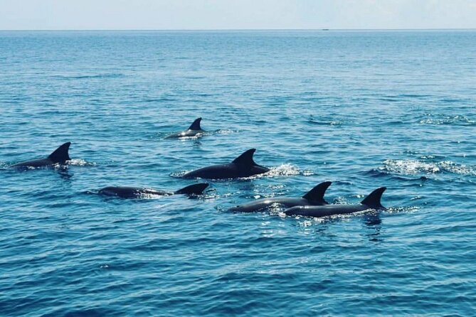 Wasini Dolphin Snorkeling - Is $130 a fair price?