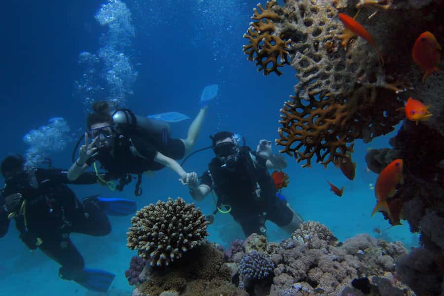 Watamu: Dolphin Watching and Snorkeling Boat Tour - Key points to know before booking