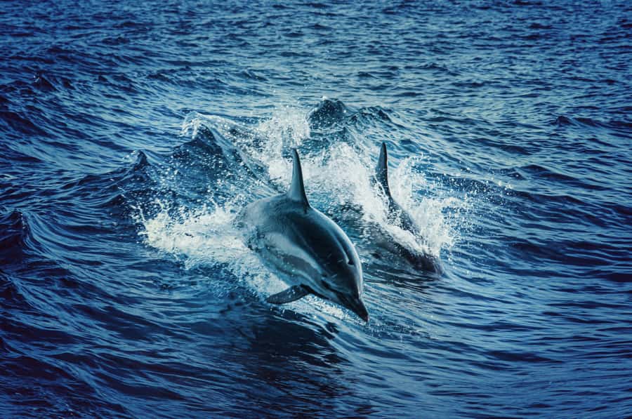 Watamu: Dolphin Watching and Snorkeling Boat Tour - Beach time before returning to the park