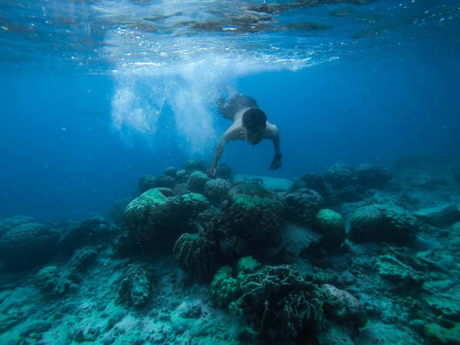 Watamu: Dolphin Watching and Snorkeling Boat Tour - Dolphin watching between November and mid-March