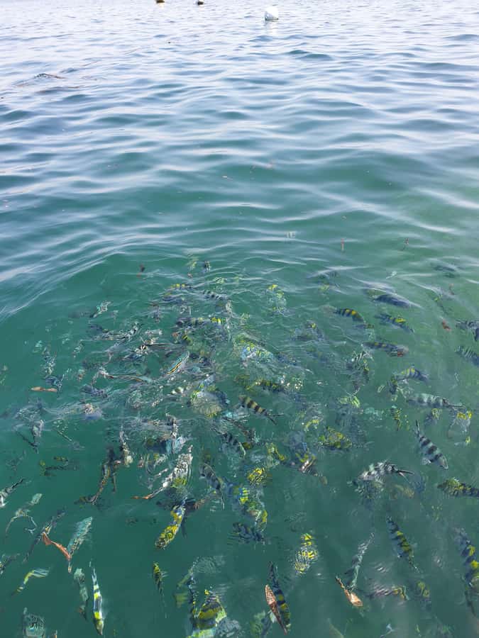 WATAMU: MALINDI: SARDEGNA ISLAND & MALINDI MARINE PARK - Swimming, sun, and a tide-dependent finish