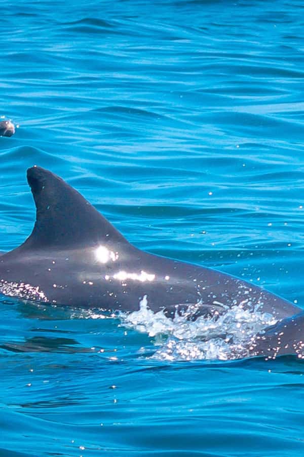 Watamu: Marine Park Snorkeling and Dolphin Spotting Tour - Key points to know before booking