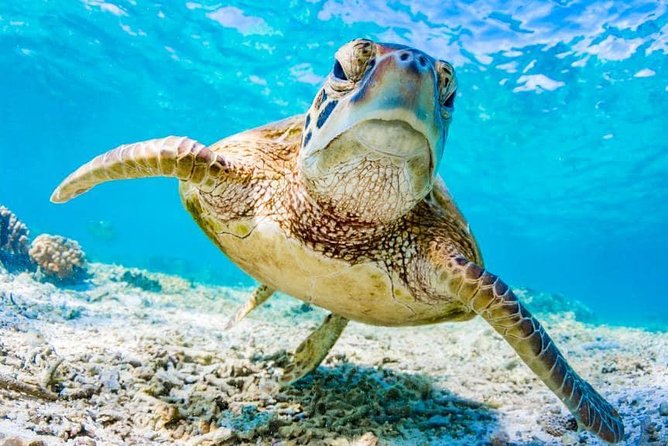 Watamu Marine Park & Sudi Island Mangrove Forest Canoe Ride.With sea food lunch - Dolphin spotting from the boat