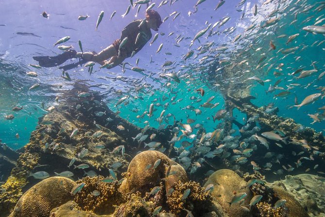 Watamu Marine Park & Sudi Island Mangrove Forest Canoe Ride.With sea food lunch - The quieter side of Sudi Island by canoe