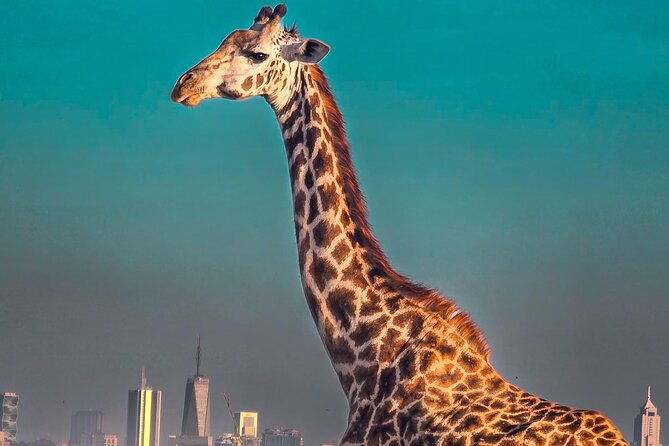 Wildlife Capital: Half-Day Safari at Nairobi National Park - Key points to know before booking