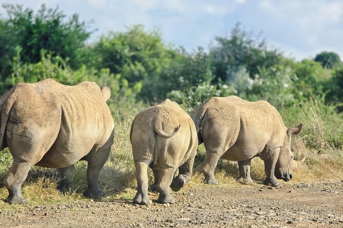 Wildlife Capital: Half-Day Safari at Nairobi National Park - Why Nairobi National Park makes this half-day trip unusual