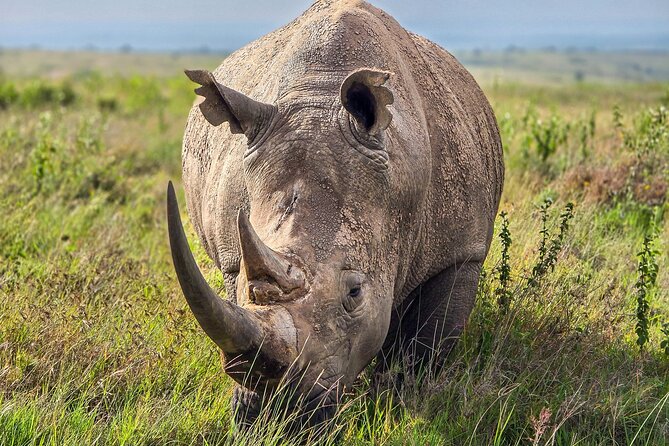 Wildlife Capital: Half-Day Safari at Nairobi National Park - The real price is closer to $124 per person