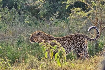 Wildlife Capital: Half-Day Safari at Nairobi National Park