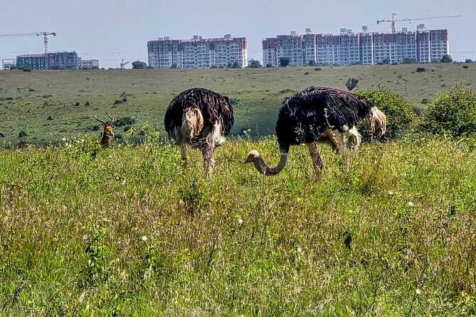 Wildlife Capital: Half-Day Safari at Nairobi National Park - Pickup and vehicle details that matter