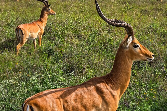 Wildlife Capital: Half-Day Safari at Nairobi National Park - Who will get the most from this safari