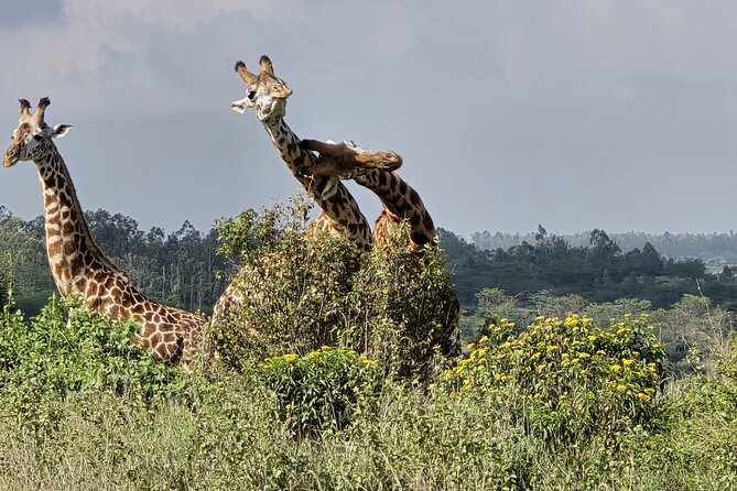 Wildlife Capital: Half-Day Safari at Nairobi National Park - FAQ